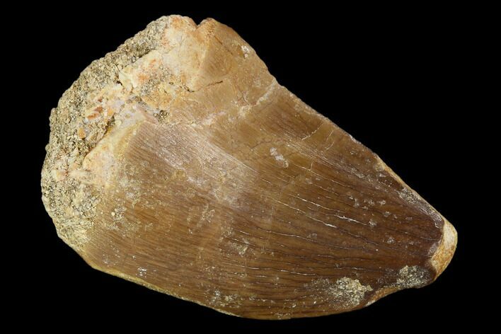Mosasaur (Prognathodon) Tooth - Morocco #118986